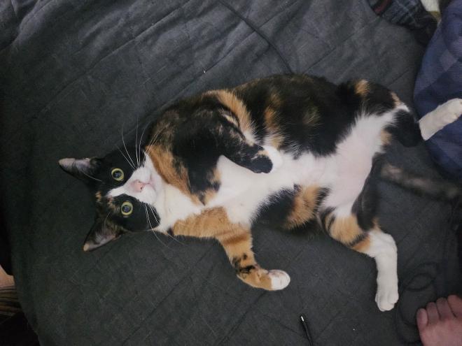 [insert cat tax here]