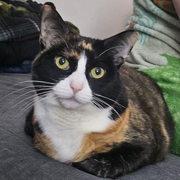 [insert cat tax here]